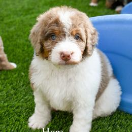 Hera - Chocolate merle female Bernedoodle puppy in Tucson, Arizona from Sun Valley Goldendoodles