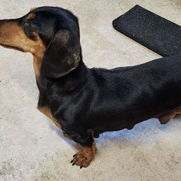 Dingo - Dachshund