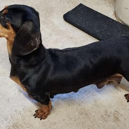 Dingo - Dachshund