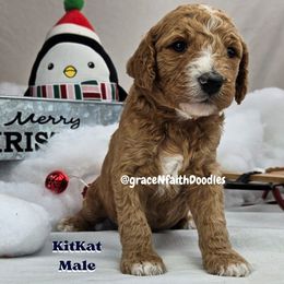 Goldendoodle and Labradoodle Puppies from Grace N Faith Doodles