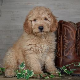 Tucker - Green Collar - Apricot male Goldendoodle puppy in Macedon, New York from Toodles Goldendoodles
