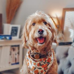Stella Rose - Goldendoodle