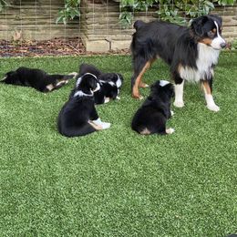 Miniature American Shepherd Puppies from Harbor View Mini American Shepherds