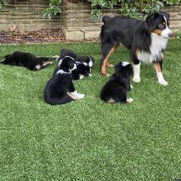 Miniature American Shepherd Puppies from Harbor View Mini American Shepherds