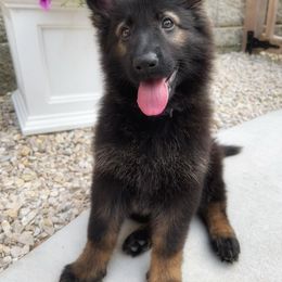 German Shepherd Puppies from Von Goedehaus German Shepherds