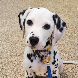 Dalmatians from M and M Dalmatians