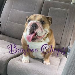 Bamboo - Bulldog