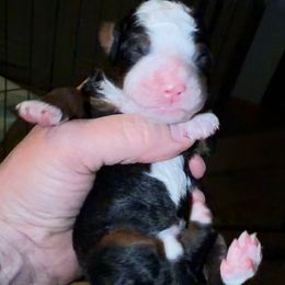Unnamed at this time - Tri-color female Bernedoodle puppy in Wellsville, Kansas from Fancy Farm Manor Doodles