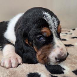 Calvin - Black white and brown male Basset Hound puppy in Denison, Texas from Emma Lou's Baby Bassets