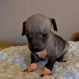 Zenith - Black male American Hairless Terrier puppy in Phoenix, Arizona from Bare Valley