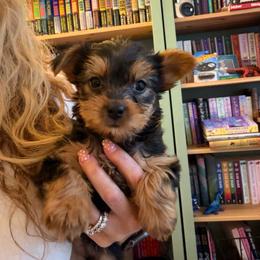 Dolly - Black and tan female Yorkshire Terrier puppy in Gambrills, Maryland from Corinne's Yorkshire Terriers
