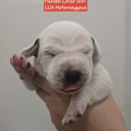 Maroon Collar Girl - White and black female Dalmatian puppy in Centereach, New York from LINY Dalmatians