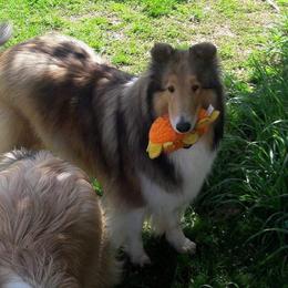 Java - Collie