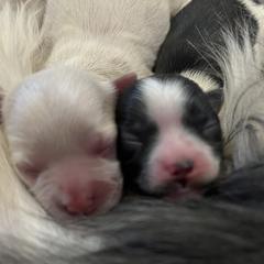 Mi-Ki Puppies from Phantastic Mi-kis