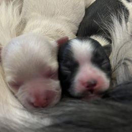 Mi-Ki Puppies from Phantastic Mi-kis