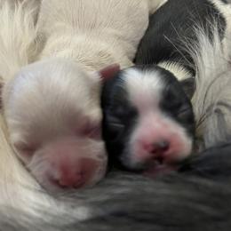 Mi-Ki Puppies from Phantastic Mi-kis