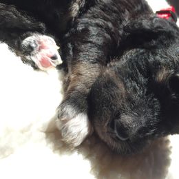 Bernedoodle Puppies from Cry Woof LLC