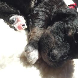 Bernedoodle Puppies from Cry Woof LLC