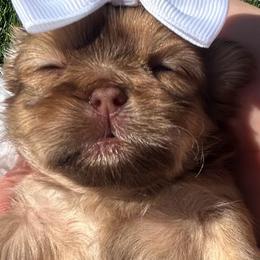 Diva - Liver female Shih Tzu puppy in Coolidge, Arizona from Shih Tzu’s  ‘N’ Love