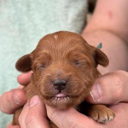 Dark blue - Red  female Goldendoodle puppy in Herriman, Utah from Sunnydoodle Utah
