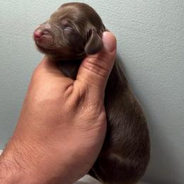 Chocolate male - Chocolate and tan male Dachshund puppy in Oswego, Illinois from That Beautiful Dachshund/Frenchies