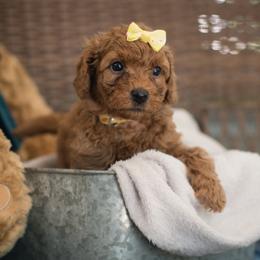 "Yellow Girl Meadow" Australian Labradoodle Puppies from Forever Friends Labradoodles