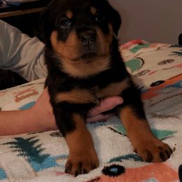 Rottweiler Puppies from vom Helligkeit