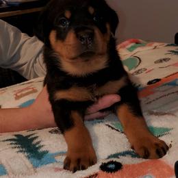 Rottweiler Puppies from vom Helligkeit