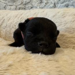 Pink Collar Female - Black and white female Staffordshire Bull Terrier puppy in Princeton, Minnesota from Thor’s Beagles & Maha’s Staffy