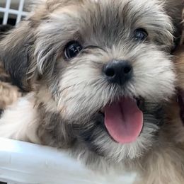 Havanese Puppies from Golden Glen Havanese
