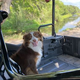 Izzy - Miniature Australian Shepherd