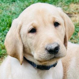 Ridge - Yellow male Labrador Retriever puppy in Rock Hill, South Carolina from North Star Retrievers
