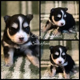 Sarafina - Black and white female Pomsky puppy in Rossville, Georgia from Scenic City Pomskies