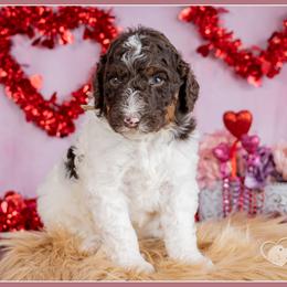 Romeo - Brown and white male Bernedoodle puppy in Connersville, Indiana from Deaz Doodle Ranch