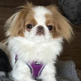 Japanese Chin All Grown Up from Shiisaa Chins