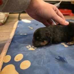 Kronk - Black and tan male Pomeranian puppy in Chattanooga, Tennessee from Valley Poms