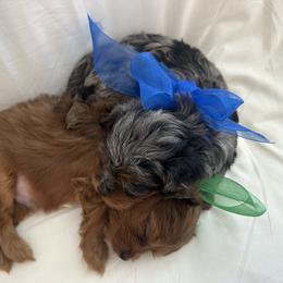 Cavapoo and Maltipoo Puppies from Julie Chandler