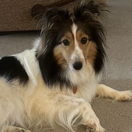 Bella - Shetland Sheepdog