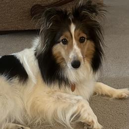 Bella - Shetland Sheepdog