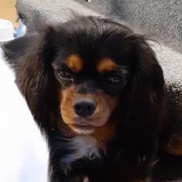 Cotchy - Cavalier King Charles Spaniel