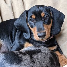 Dachshund Puppies from Laura Stutts' Dachshunds