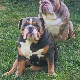 Bulldog puppies from Central PA WiggleButts Bulldogs