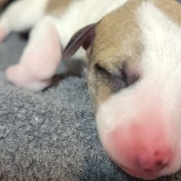 Cinder - White and red Whippet puppy in Duluth, Minnesota from Swift Whippets
