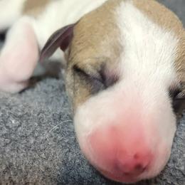 Cinder - White and red Whippet puppy in Duluth, Minnesota from Swift Whippets