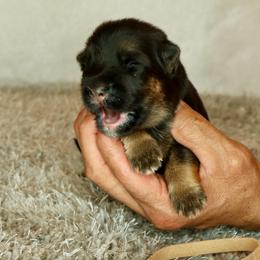 Brown collar - Black and red male German Shepherd puppy in Stockton, California from Zaragoza German Shepherds