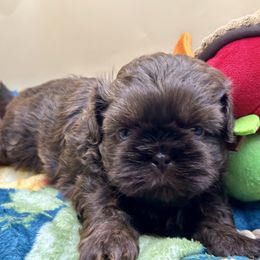 AKC Ranger - Chocolate male Shih Tzu puppy in Statesboro, Georgia from Magnolia Small Breeds