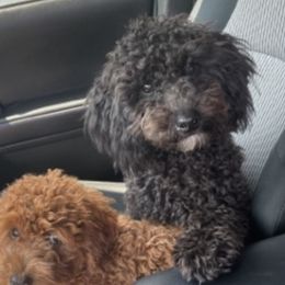 Rambo Hensley - Goldendoodle