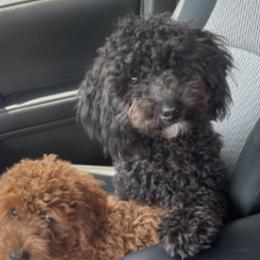 Rambo Hensley - Goldendoodle
