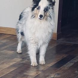 Asia - Shetland Sheepdog