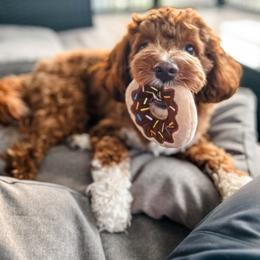 Ozzie - Australian Labradoodle